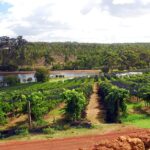 Wine diploma sparks interest