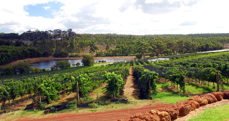 Image for Wine diploma sparks interest
