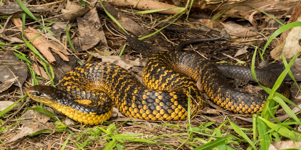 Image for Sick snakes a cause of concern for Perth’s wetlands