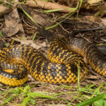 Sick snakes a cause of concern for Perth’s wetlands