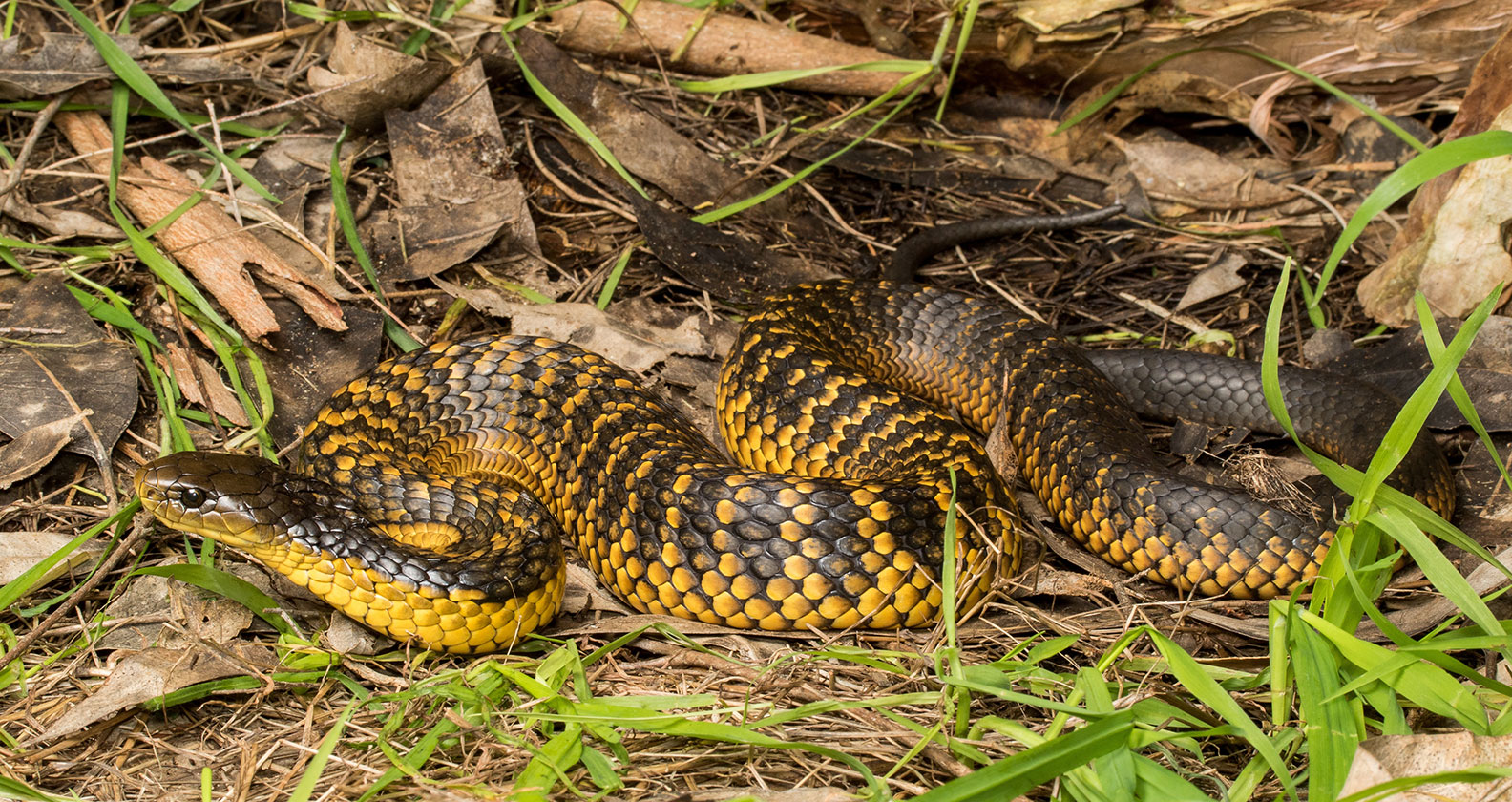 Image for Sick snakes a cause of concern for Perth’s wetlands