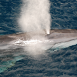 Fin whale songs shed light on migration patterns
