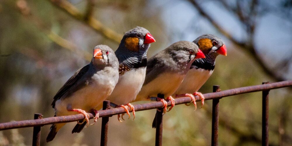 Zebra finches survive Australian heatwaves by predicting high temperatures