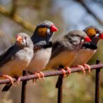 Zebra finches survive Australian heatwaves by predicting high temperatures