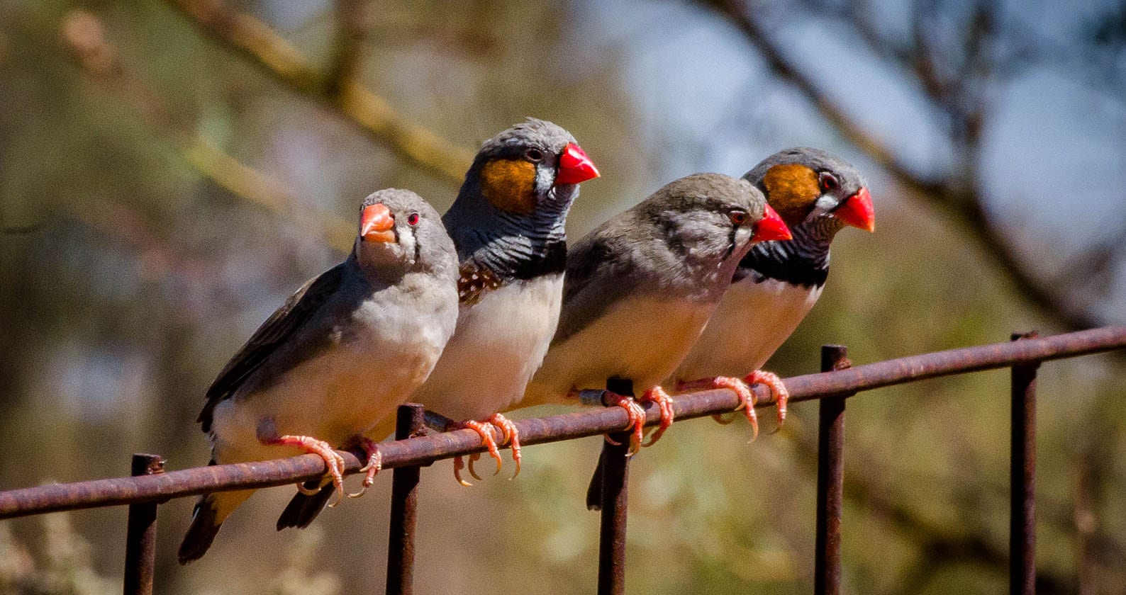 Image for Zebra finches survive Australian heatwaves by predicting high temperatures