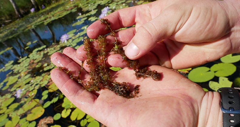 Curtin researchers find new critically endangered carnivorous plants