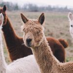 Curtin researchers invent new genetic testing tool for alpacas