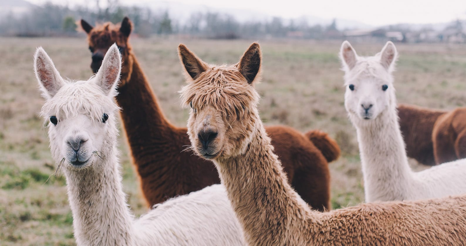 Image for Curtin researchers invent new genetic testing tool for alpacas