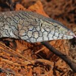 Curtin study calls for new mining rules to protect animals in site restorations