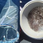 Longest-ever eDNA study offers important insights into ocean health