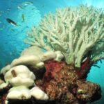 Central Kimberley reef communities  survive global coral bleaching