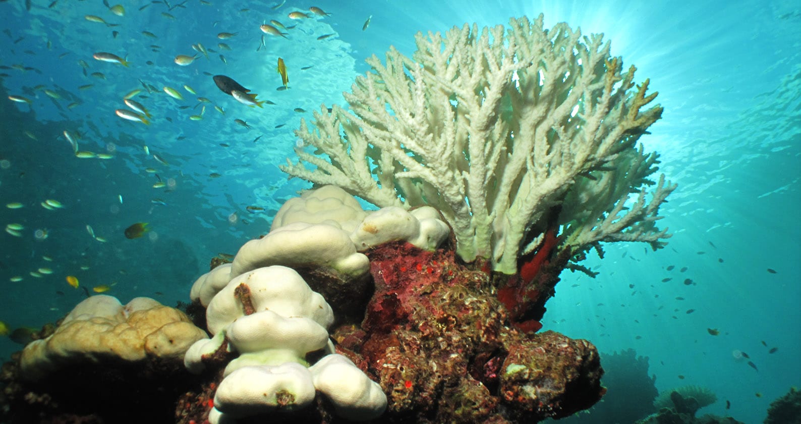 Image for Central Kimberley reef communities  survive global coral bleaching