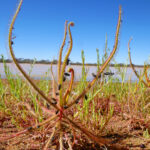 New ‘crime scene investigation’ may save endangered carnivorous plants