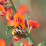 Curtin study finds native bees under threat from growing urbanisation