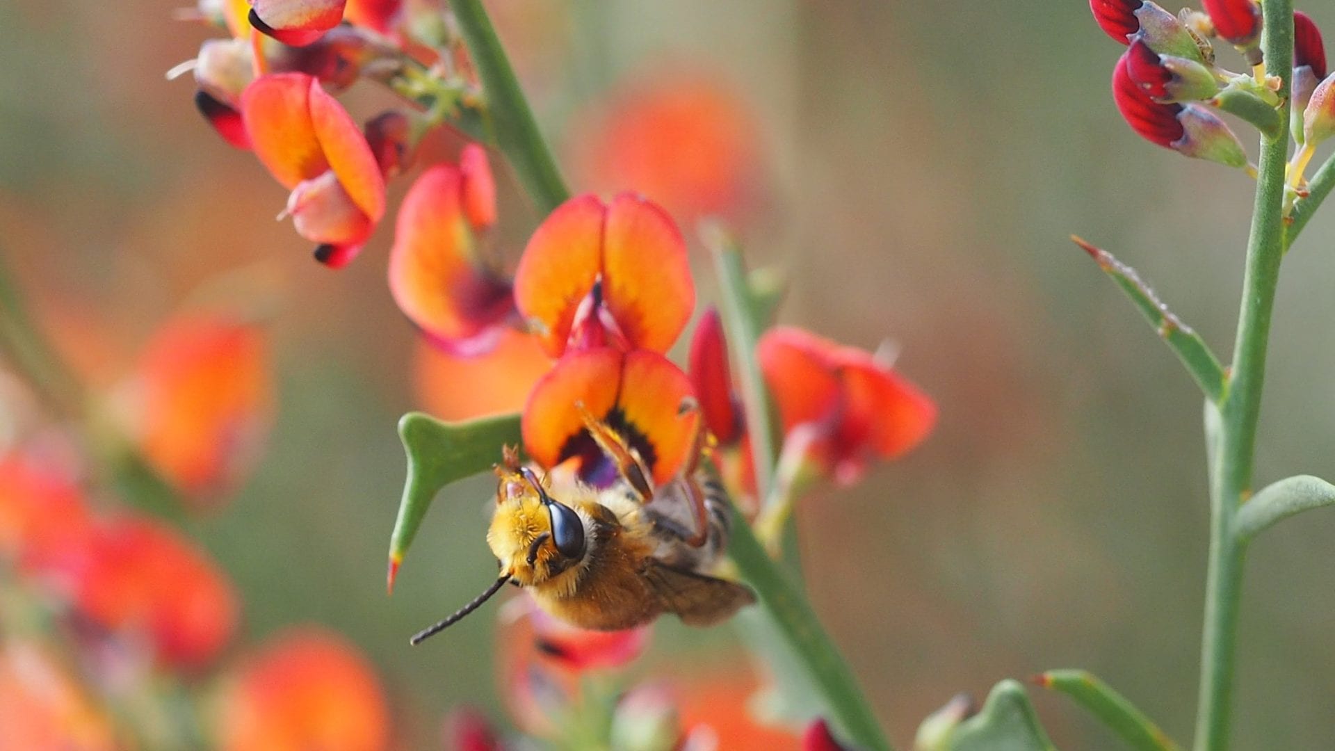 Image for Curtin study finds native bees under threat from growing urbanisation