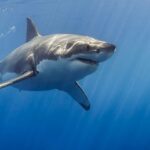 Sharks can hear you