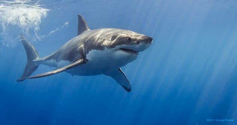 Image for Sharks can hear you