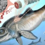 Research suggests how Jurassic ichthyosaurs adapted to low oxygen levels