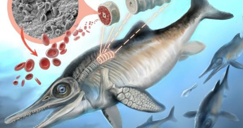 Image for Research suggests how Jurassic ichthyosaurs adapted to low oxygen levels