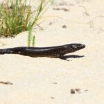 Curtin study uncovers the long tale of a lizard’s regrown tail