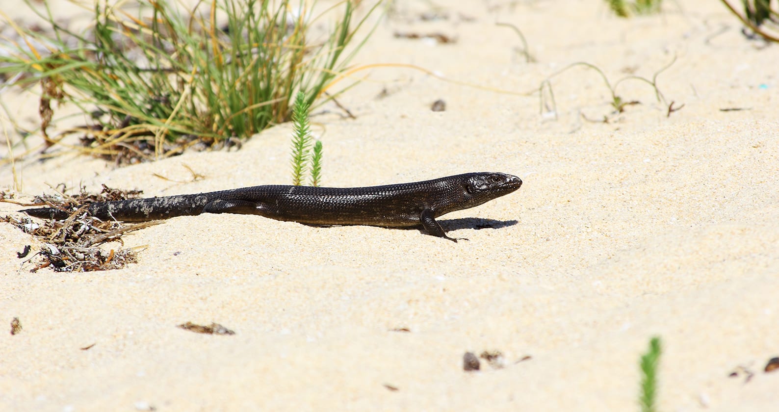 Image for Curtin study uncovers the long tale of a lizard’s regrown tail