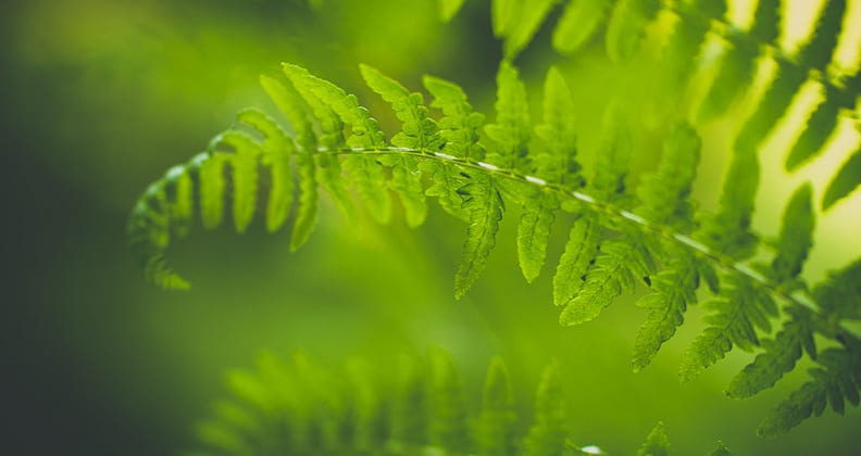 Image for ‘Green learning’ provides inspiration for nature poetry