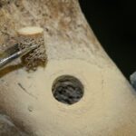 Ancient DNA shows moa were fine until humans arrived