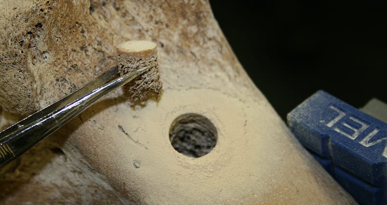 Image for Ancient DNA shows moa were fine until humans arrived