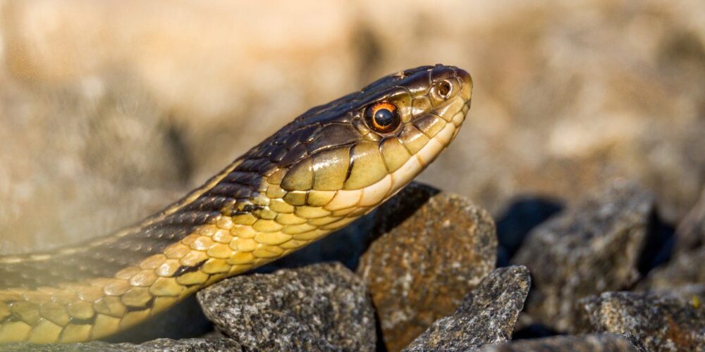 Image for Study finds West Australians need better education to prevent snake bites