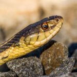 Study finds West Australians need better education to prevent snake bites