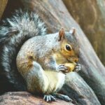 New York squirrels are nuts about city life