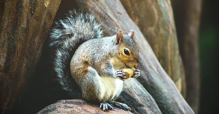Image for New York squirrels are nuts about city life
