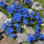 Study finds pretty plants hog research and conservation limelight
