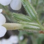 Study discovers unique new insect-killing tobacco plant in WA’s Gascoyne