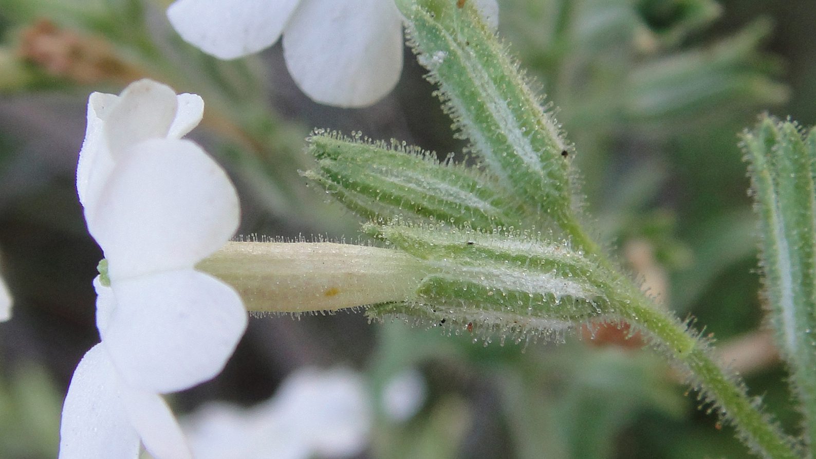Image for Study discovers unique new insect-killing tobacco plant in WA’s Gascoyne