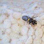 Curtin study finds native bees turning to polystyrene for nesting places