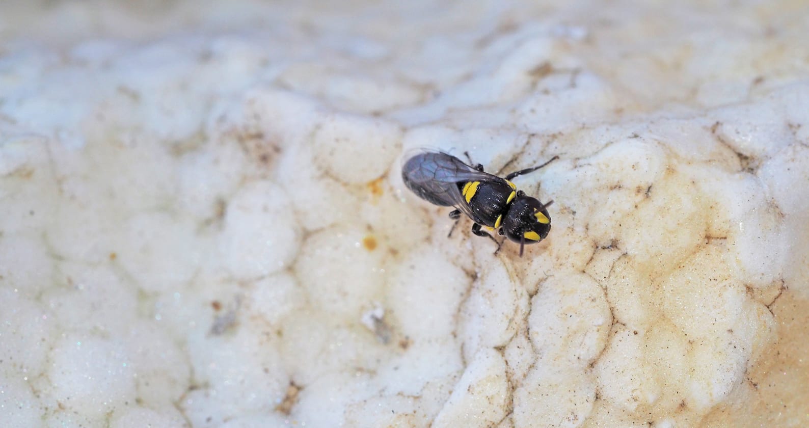 Image for Curtin study finds native bees turning to polystyrene for nesting places