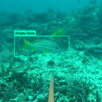 Automated fish counting system to benefit ecology, fisheries industry