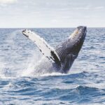 Study of marine noise highlights need to protect pristine Australian waters  