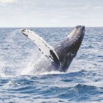 Study of marine noise highlights need to protect pristine Australian waters  