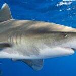 Curtin researchers to hide our splashes from sharks