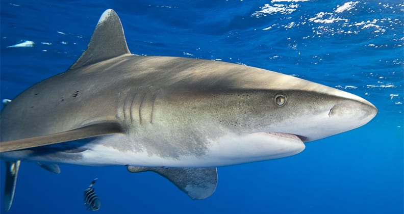 Image for Curtin researchers to hide our splashes from sharks