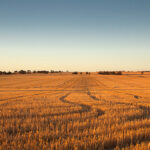 Statistics investment to underpin WA grains research advances