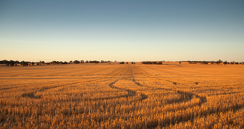 Image for Statistics investment to underpin WA grains research advances