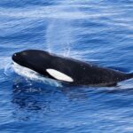 Extensive menu discovered for killer whales