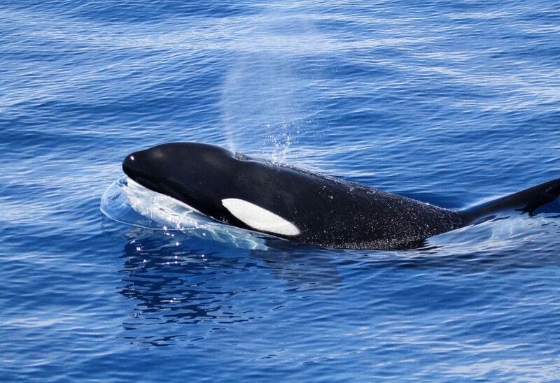 Image for Extensive menu discovered for killer whales