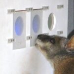 Research shows wallabies lose on the pokies