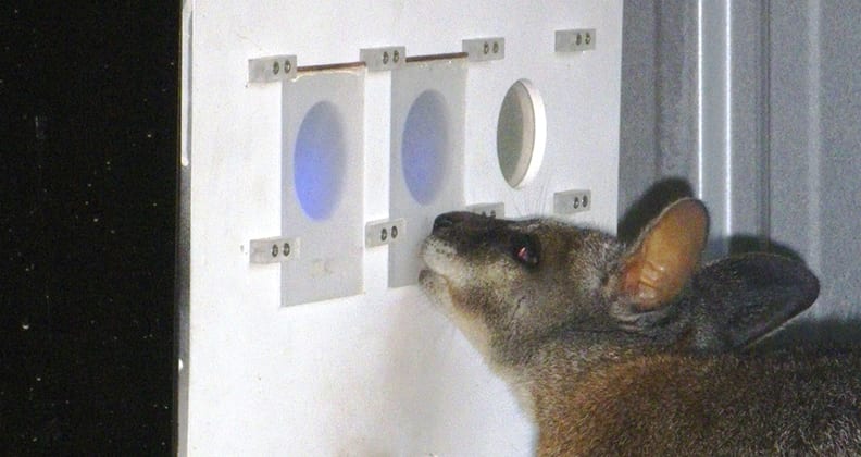 Image for Research shows wallabies lose on the pokies