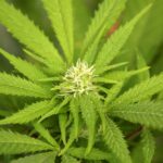 Is Australia ready to legalise cannabis?