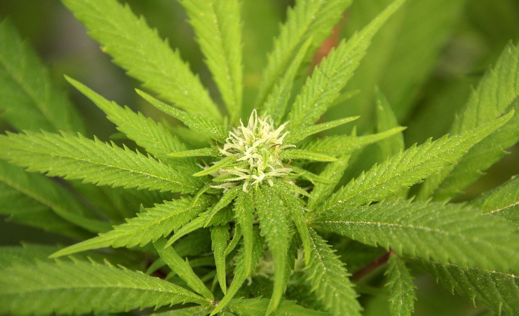 is-australia-ready-to-legalise-cannabis-research-curtin-university